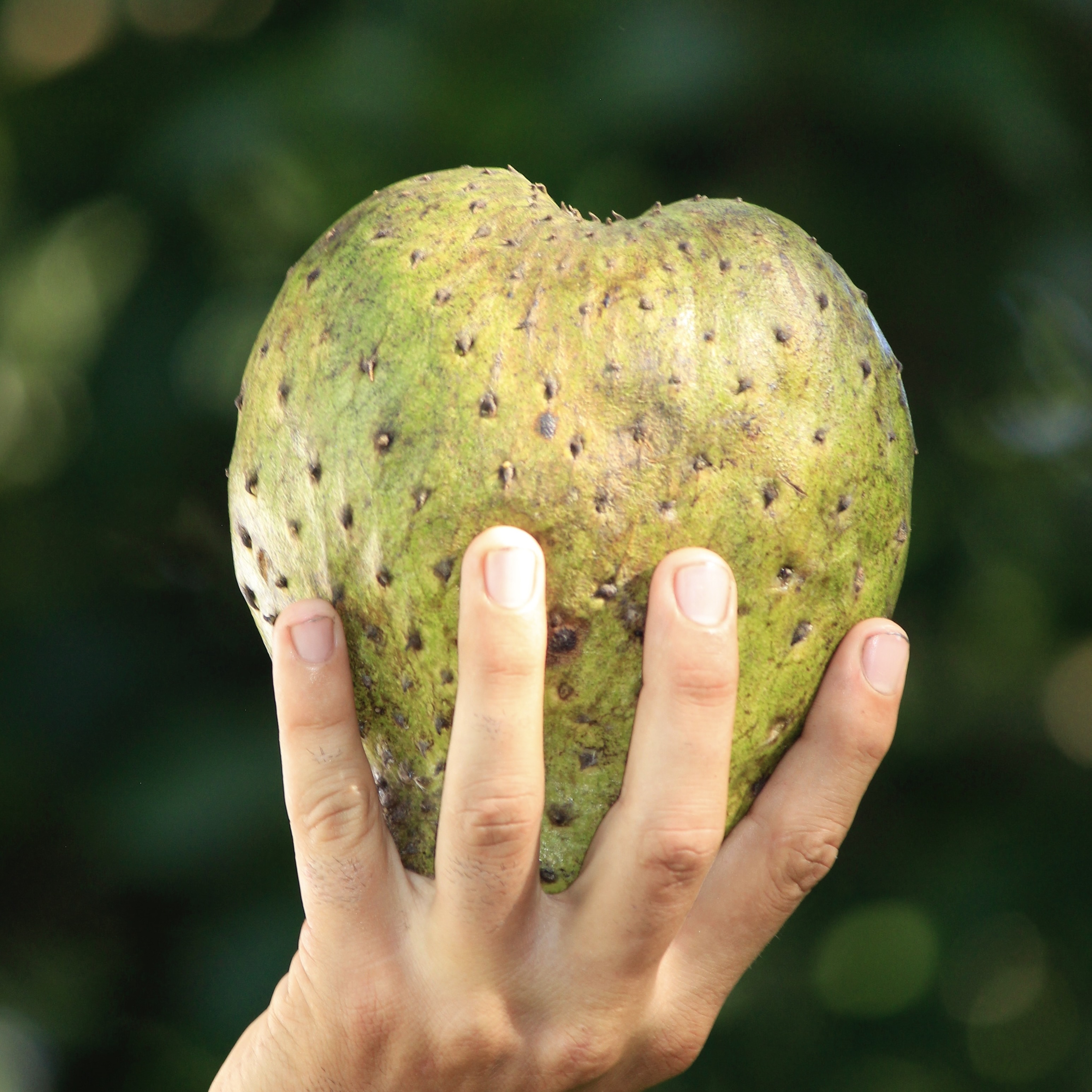 soursop tea