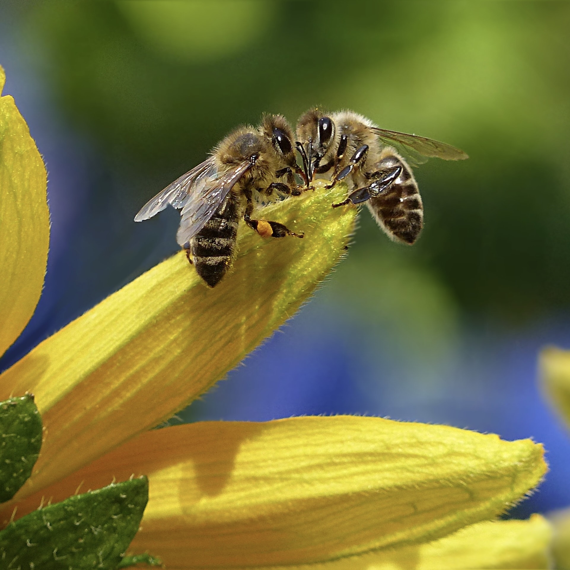 world bee day