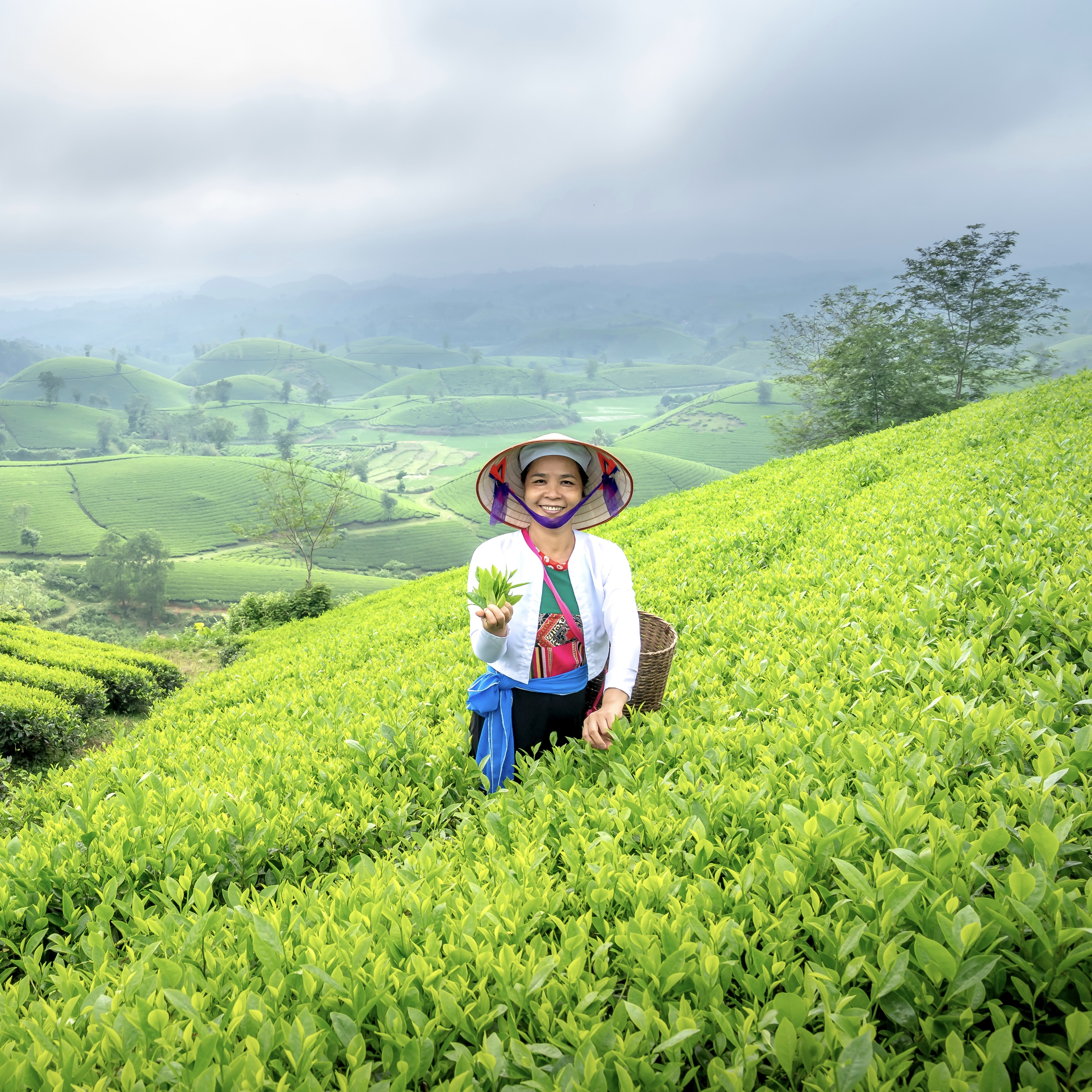 international tea day